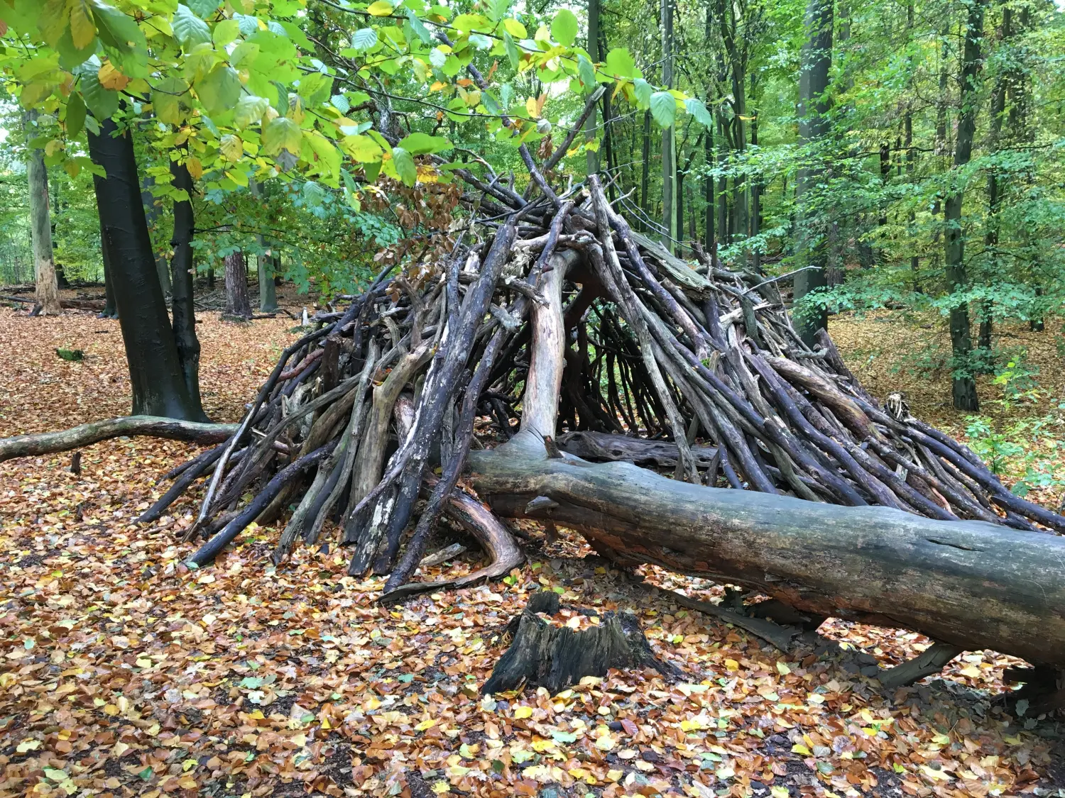 Umgestürzter Baum Klaus Lang