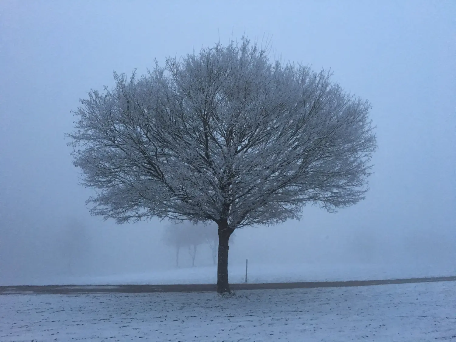 gefrorener Baum Klaus Lang